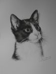 Portret kotka w ołówku